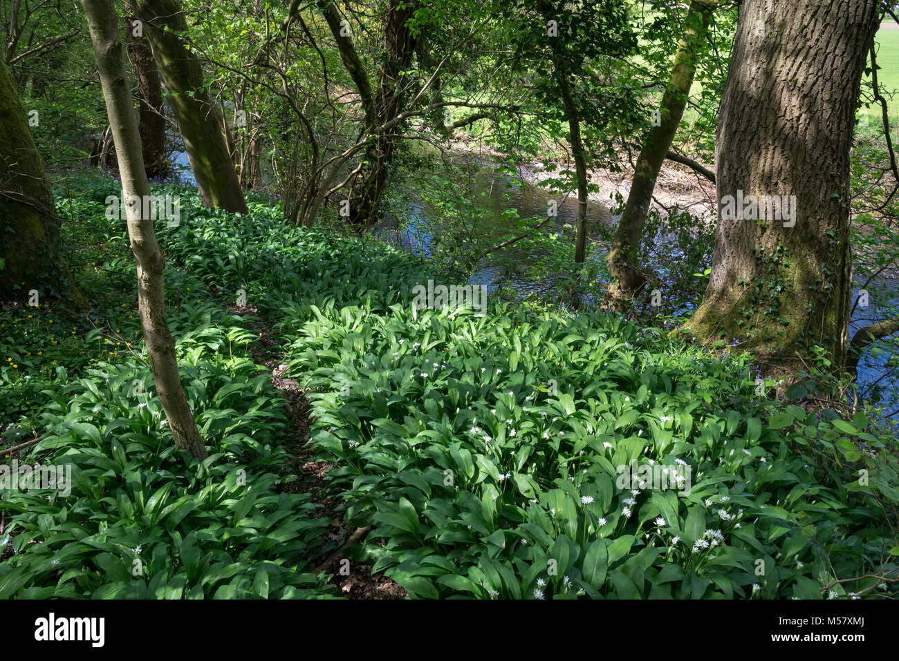 Masse der wilde Knoblauch (Bärlauch) wachsende in Englisch Wald im Frühling. Tom Wood, Charlesworth, Derbyshire, England. Stockfoto