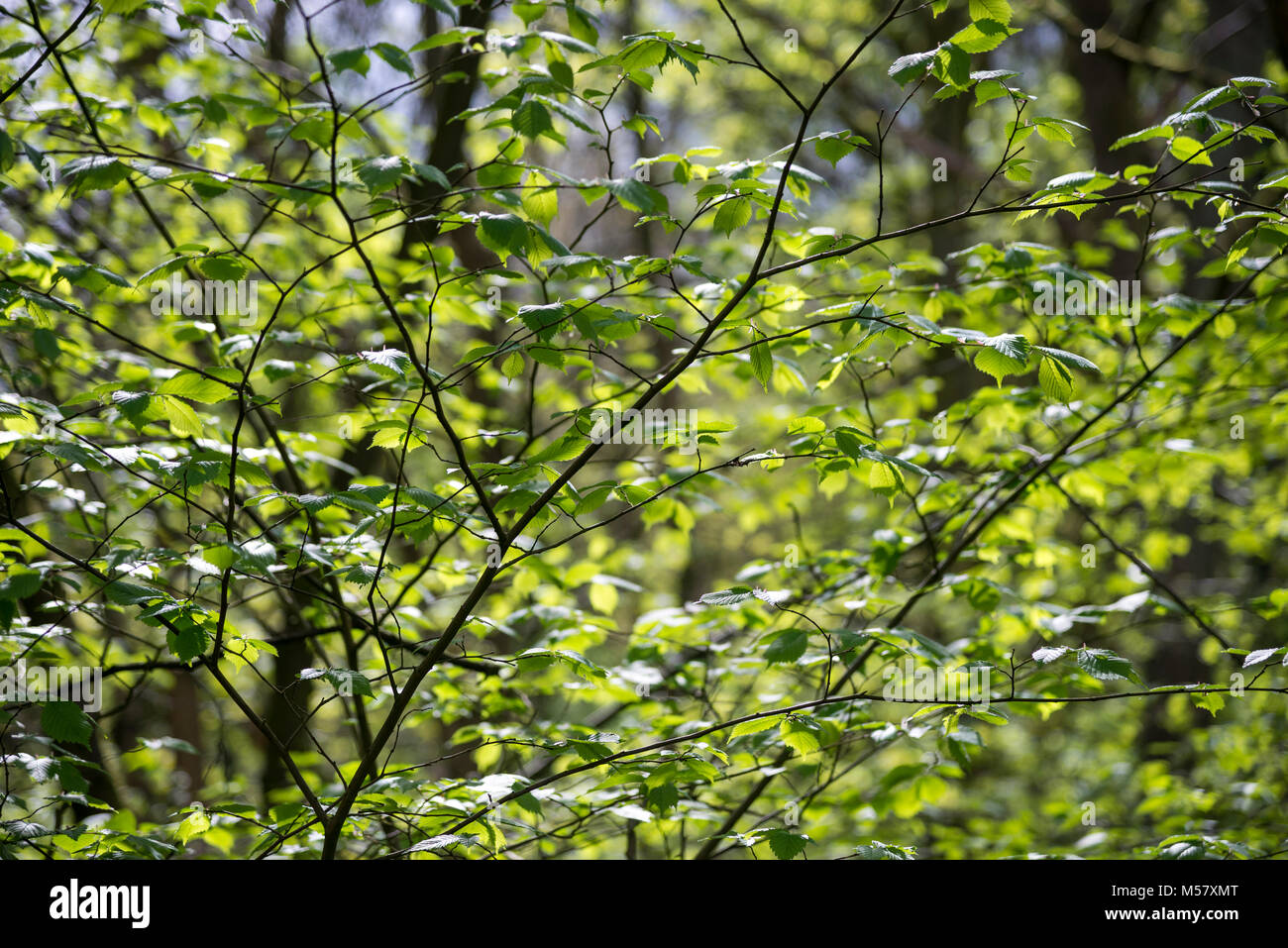 Frisches Grün auf einem Hazel tree in Englisch Wald im Frühling. Stockfoto