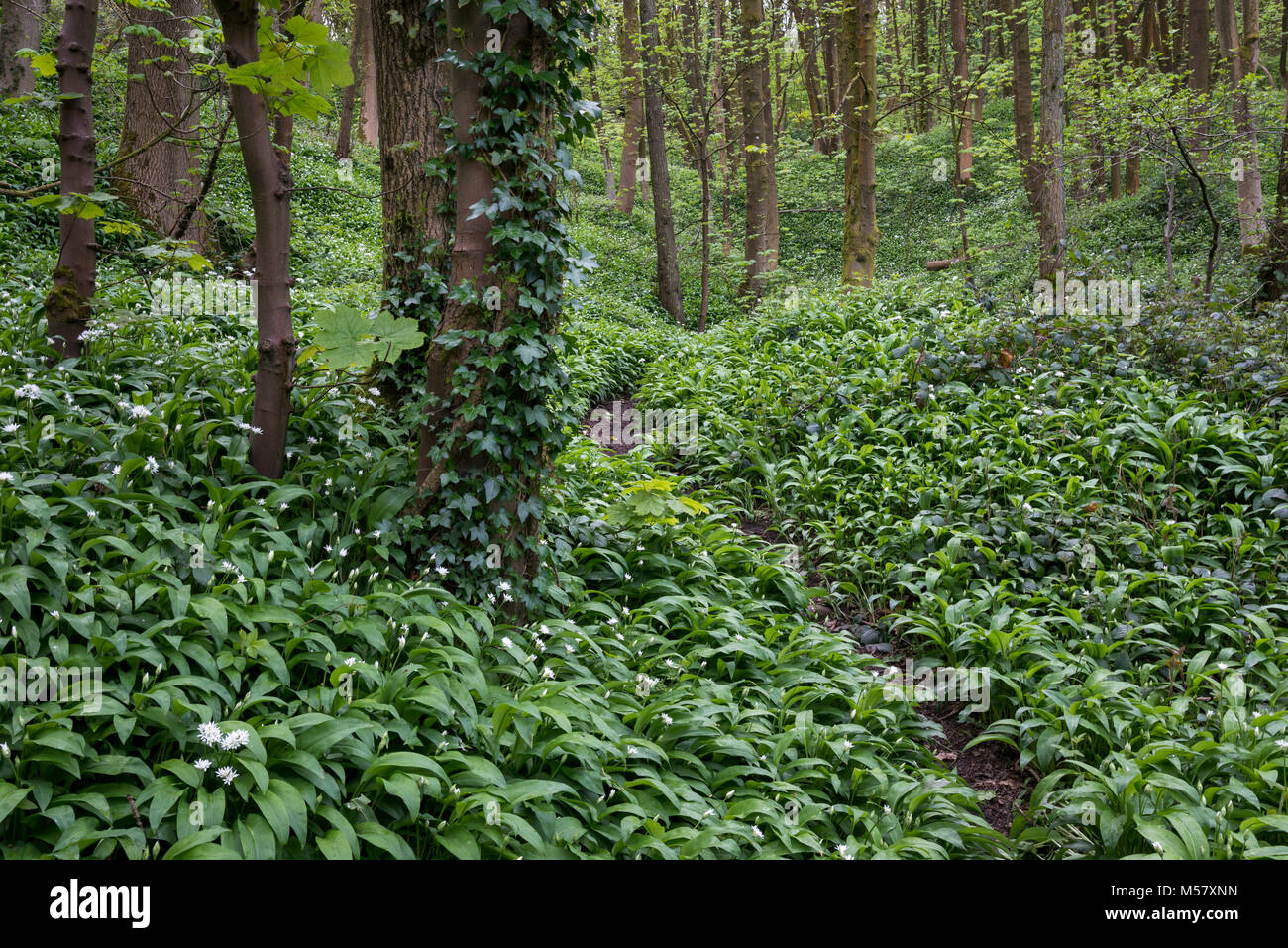 Masse der wilde Knoblauch (Bärlauch) wachsende in Englisch Wald im Frühling. Tom Wood, Charlesworth, Derbyshire, England. Stockfoto