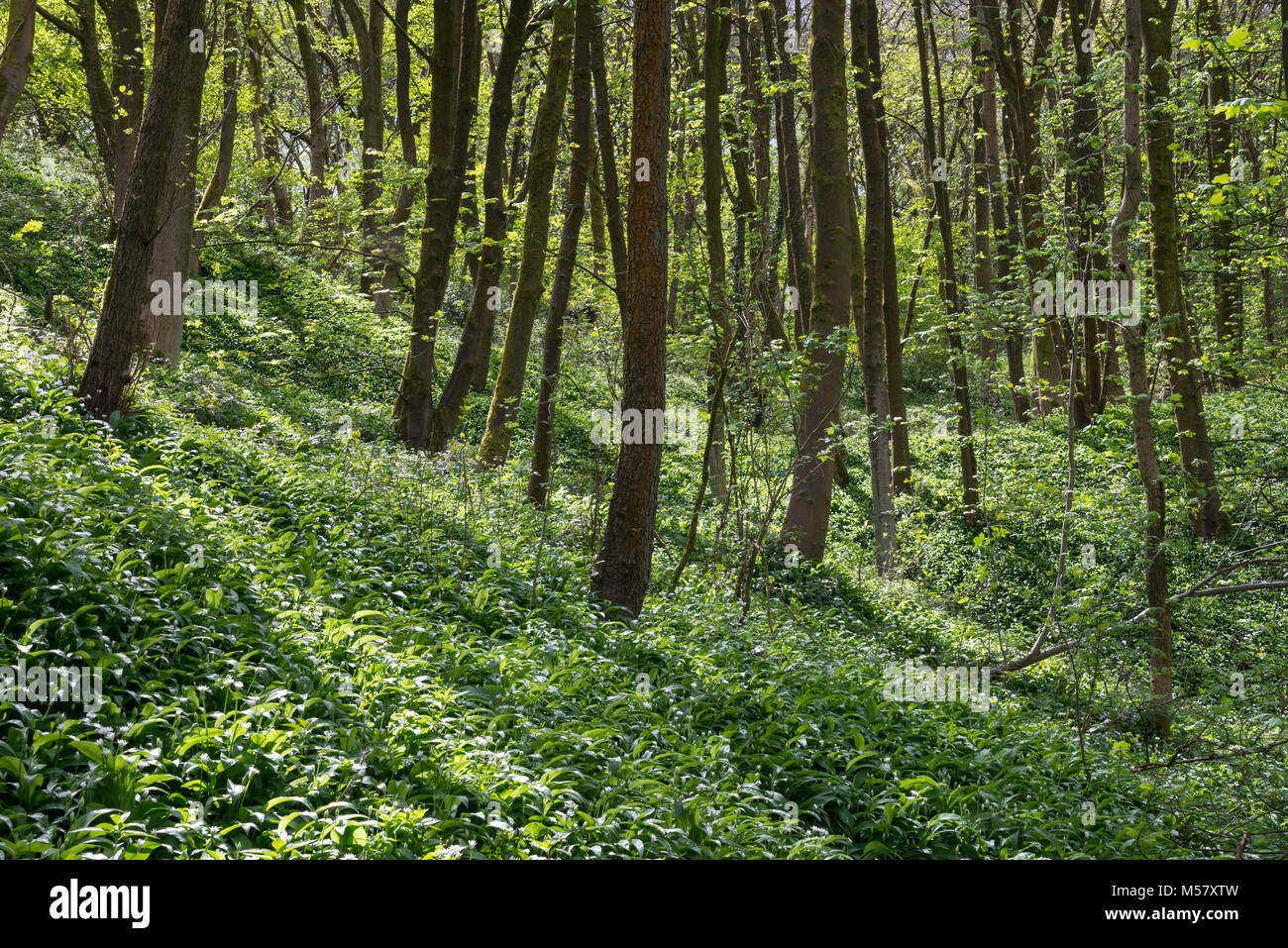 Masse der wilde Knoblauch (Bärlauch) wachsende in Englisch Wald im Frühling. Tom Wood, Charlesworth, Derbyshire, England. Stockfoto