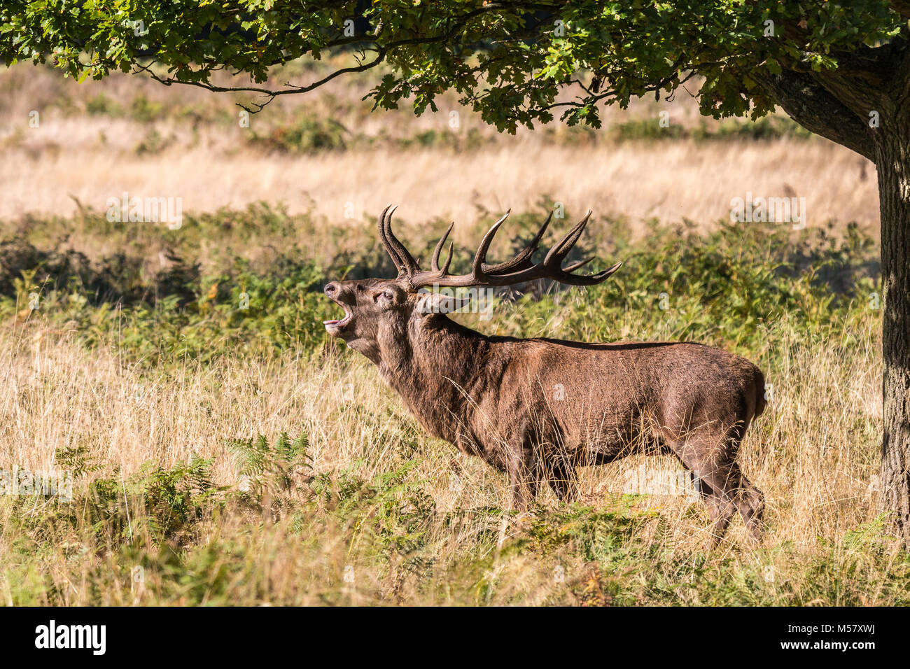 Der Hirsch von Richmond Park, während der Zeit der Wärme ist ein Spektakel sehenswert mit seiner großen Geweih ... das Land der Park, als wäre es ein Riesen Stockfoto