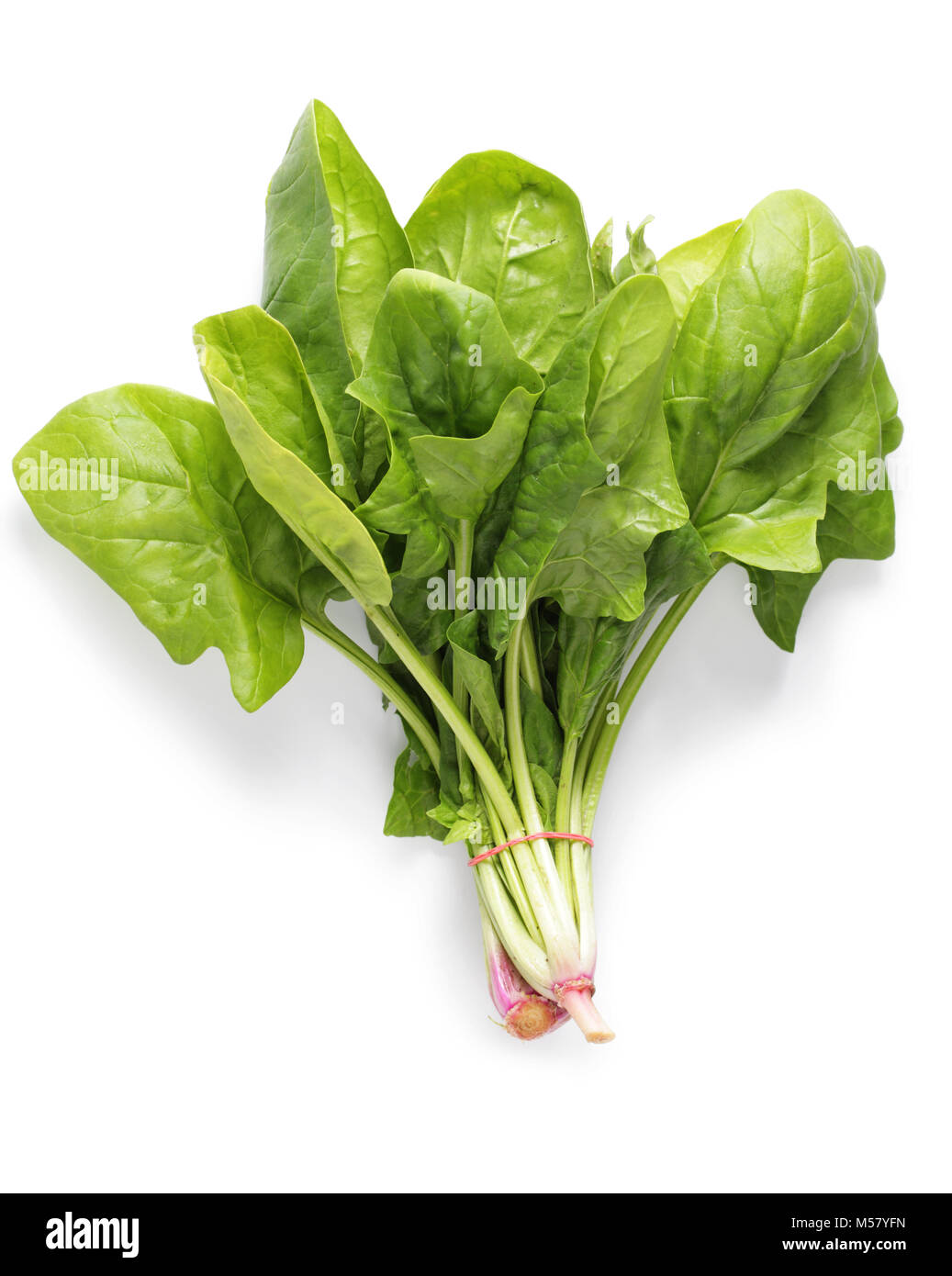 Reihe von Spinat isoliert auf weißem Hintergrund Stockfoto