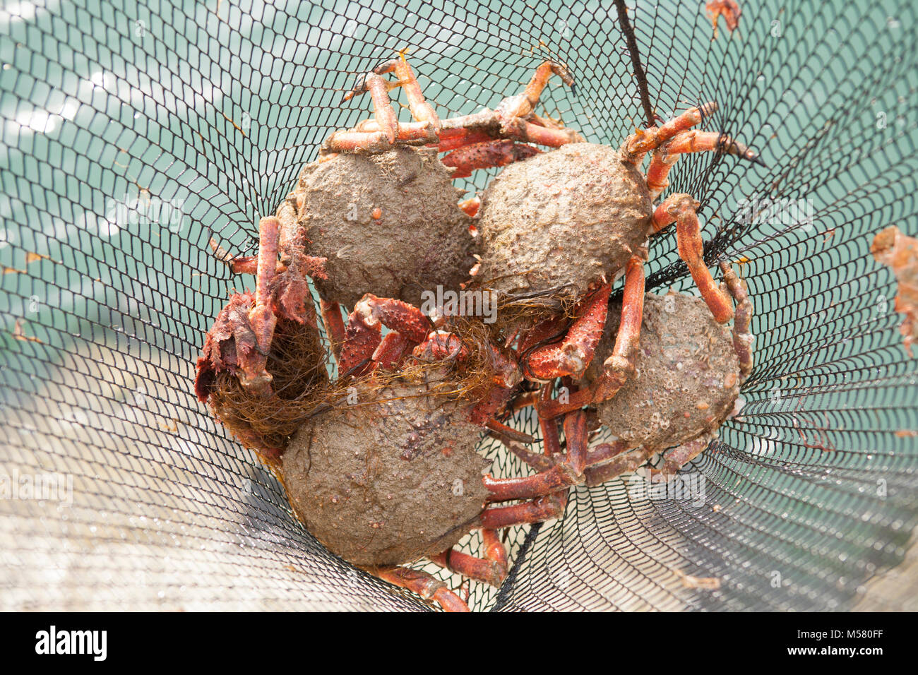 Seespinnen, Maja squinado, in einer Dropdown-Liste Net, Dorset England UK GB gefangen Stockfoto