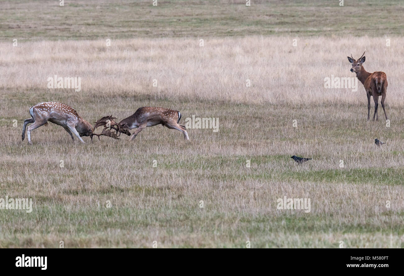 Der Hirsch von Richmond Park, während der Zeit der Wärme ist ein Spektakel sehenswert mit seiner großen Geweih ... das Land der Park, als wäre es ein Riesen Stockfoto