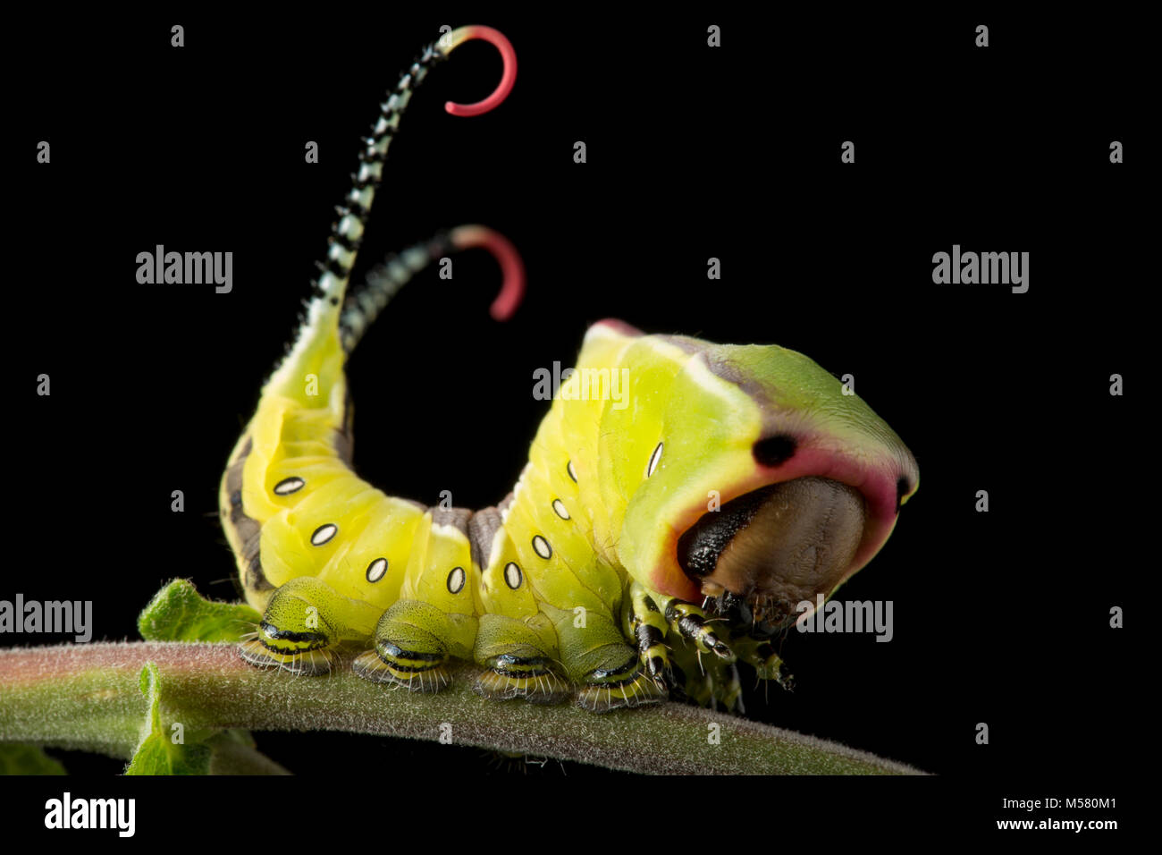 Eine Puss Moth Caterpillar, Cerura vinula, auf einem schwarzen Hintergrund in einem Studio, North Dorset England UK GB Stockfoto