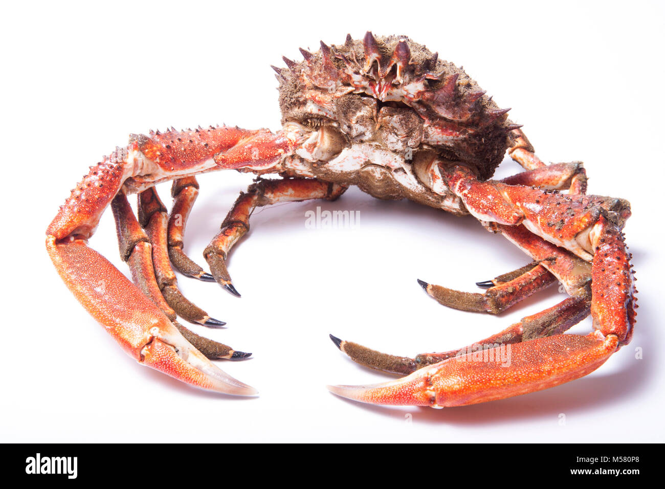 Ein roher, ungekockter männlicher Spider Crab, Maja squinado, gefangen in Dorset England GB mit einem Fallnetz, das von einem Pier gefischt wurde. Weißer Hintergrund. Stockfoto
