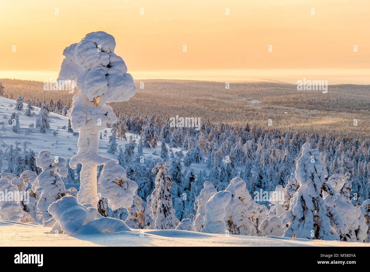 Verschneite Bäume im finnischen Lappland Stockfoto