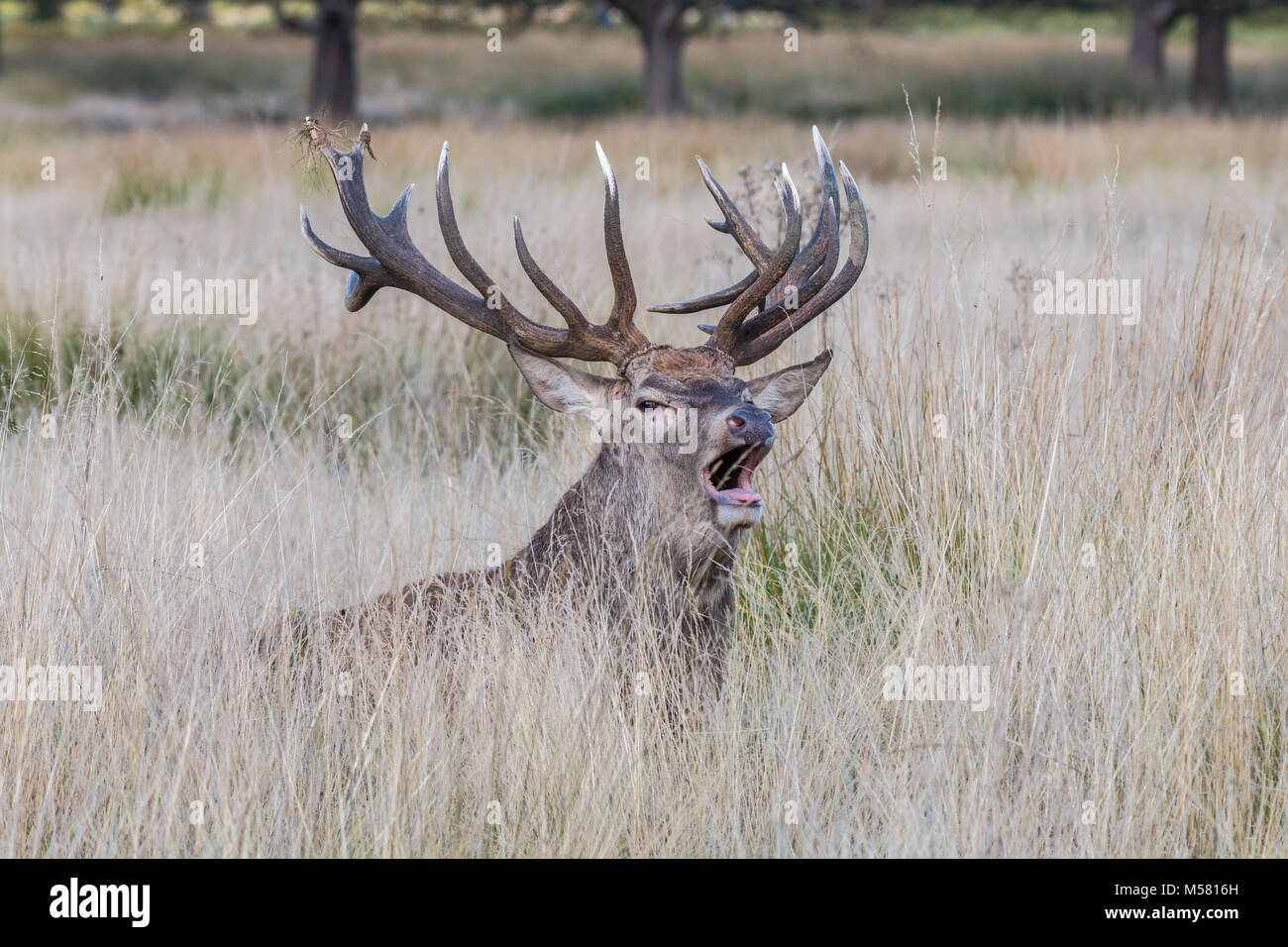 Der Hirsch von Richmond Park, während der Zeit der Wärme ist ein Spektakel sehenswert mit seiner großen Geweih ... das Land der Park, als wäre es ein Riesen Stockfoto