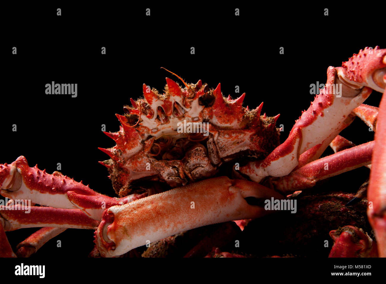 Ein warmes Seespinne, Maja squinado, in einer Dropdown-Liste Net in Dorset England UK GB auf einem schwarzen Hintergrund gefangen Stockfoto