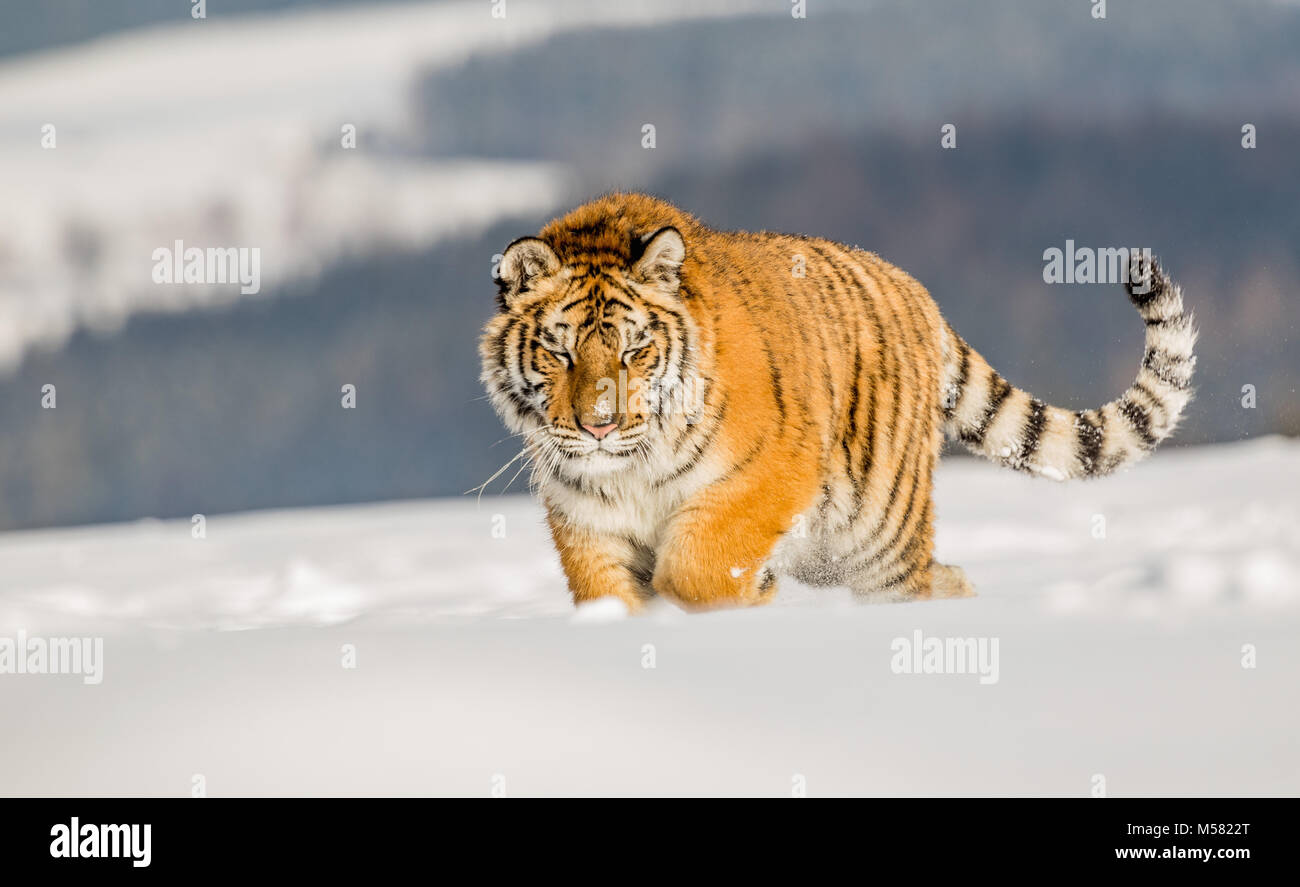 Tiger läuft hinter der Beute. Jagd die beute in tajga im kalten Winter. Tiger in freier Wildbahn winter natur. Aktion Wildnis Szene, Gefahr Tier. Schneeflocke mit b Stockfoto