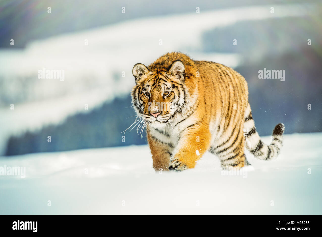 Tiger läuft hinter der Beute. Jagd die beute in tajga im kalten Winter. Tiger in freier Wildbahn winter natur. Aktion Wildnis Szene, Gefahr Tier. Schneeflocke mit b Stockfoto