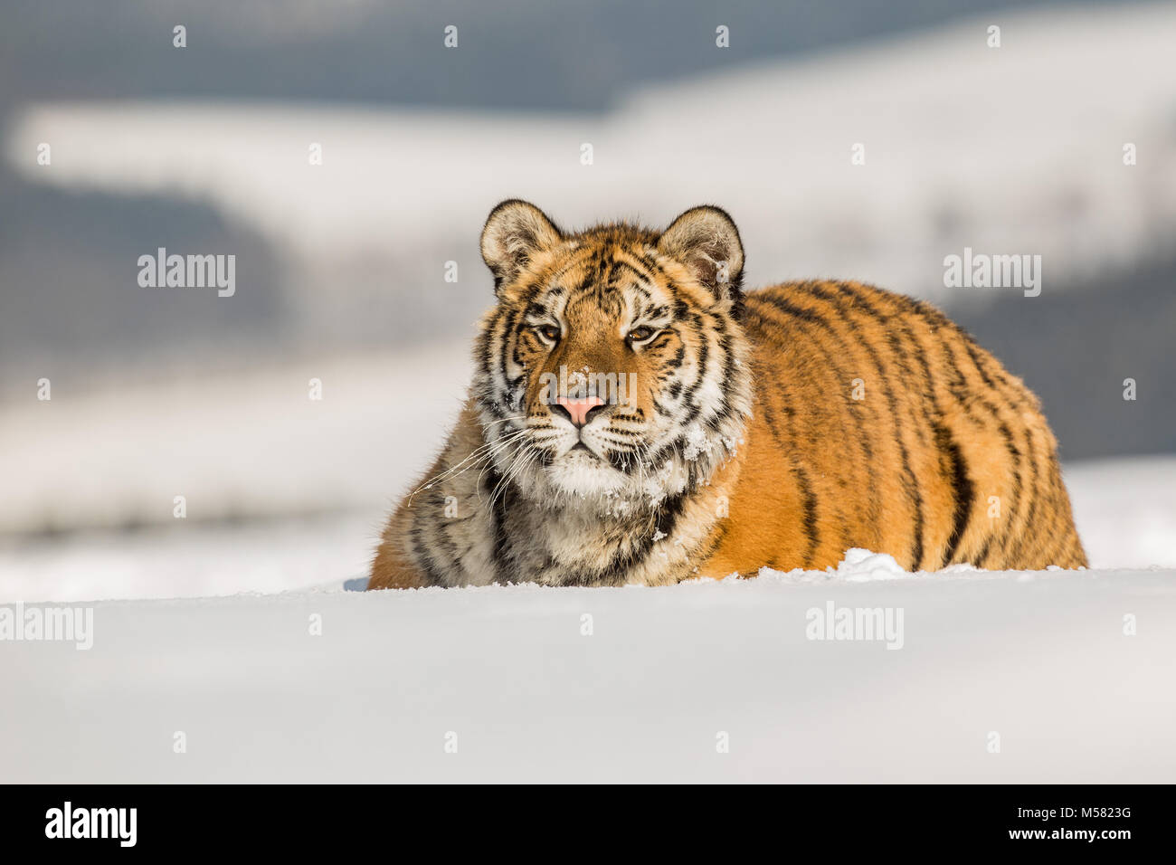 Sibirische Tiger im Winter Taiga. Sibirische Tiger im Schnee liegen in einem Winter Taiga. Tiger in freier Wildbahn winter natur. Gefahr Tier.. Schneeflocke mit Wunder Stockfoto