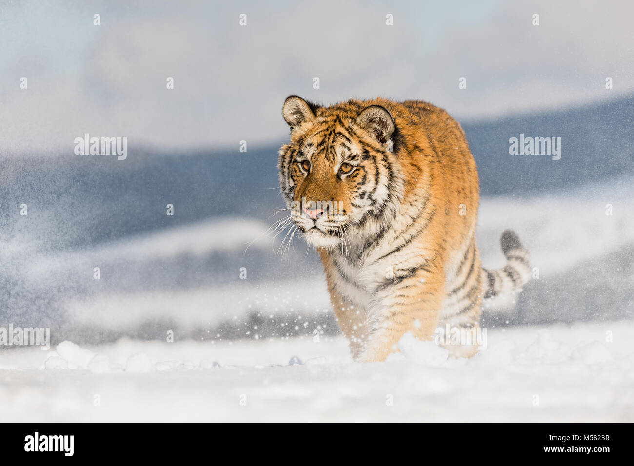 Tiger läuft hinter der Beute. Jagd die beute in tajga im kalten Winter. Tiger in freier Wildbahn winter natur. Aktion Wildnis Szene, Gefahr Tier. Schneeflocke mit b Stockfoto