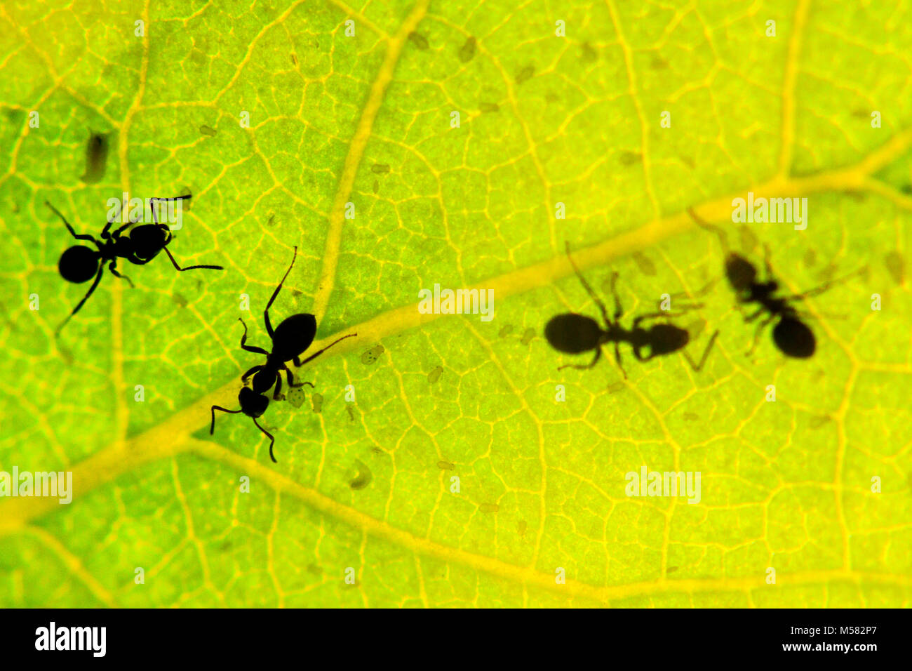 Schwarze Ameise unter grünen Blättern melken Blattläuse, Wildlife, Tiere Stockfoto
