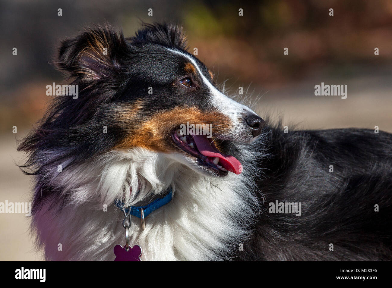 Close up Profil Porträt eines Shetland Sheepdog, alias Sheltie, einer Rasse, Shetlandinseln, Schottland. Stockfoto