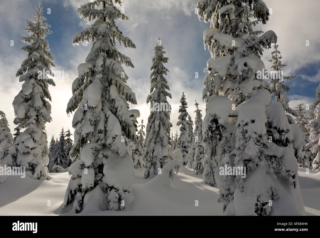 WASHINGTON - die Sonne auf schneebedeckten Bäumen entlang der Langlaufloipe Route auf Amabilis Berg in der Okanogan-Wenatchee National Forest. Stockfoto