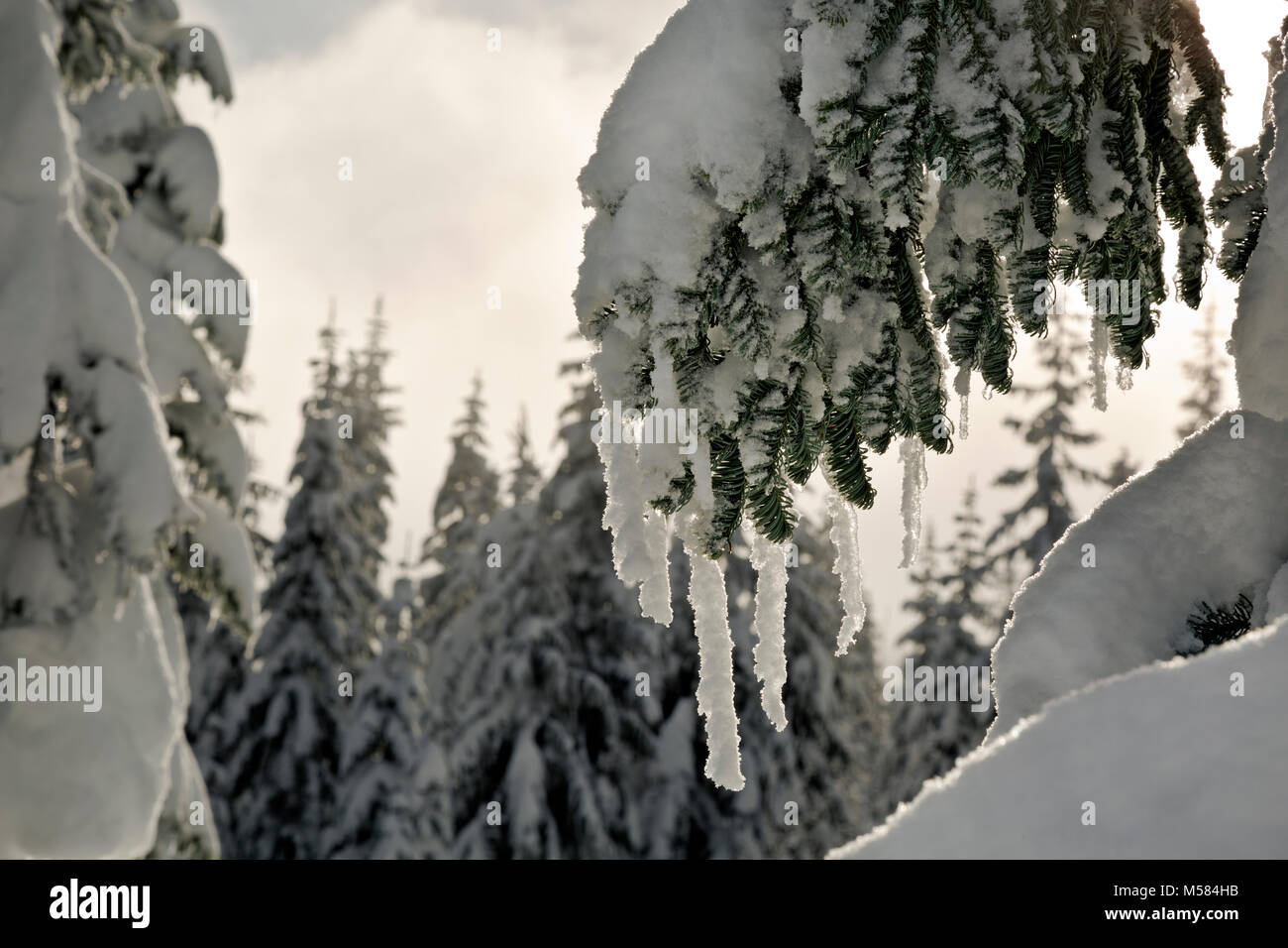 WASHINGTON - die Sonne auf schneebedeckten Bäumen entlang der Langlaufloipe Route auf Amabilis Berg in der Okanogan-Wenatchee National Forest. Stockfoto