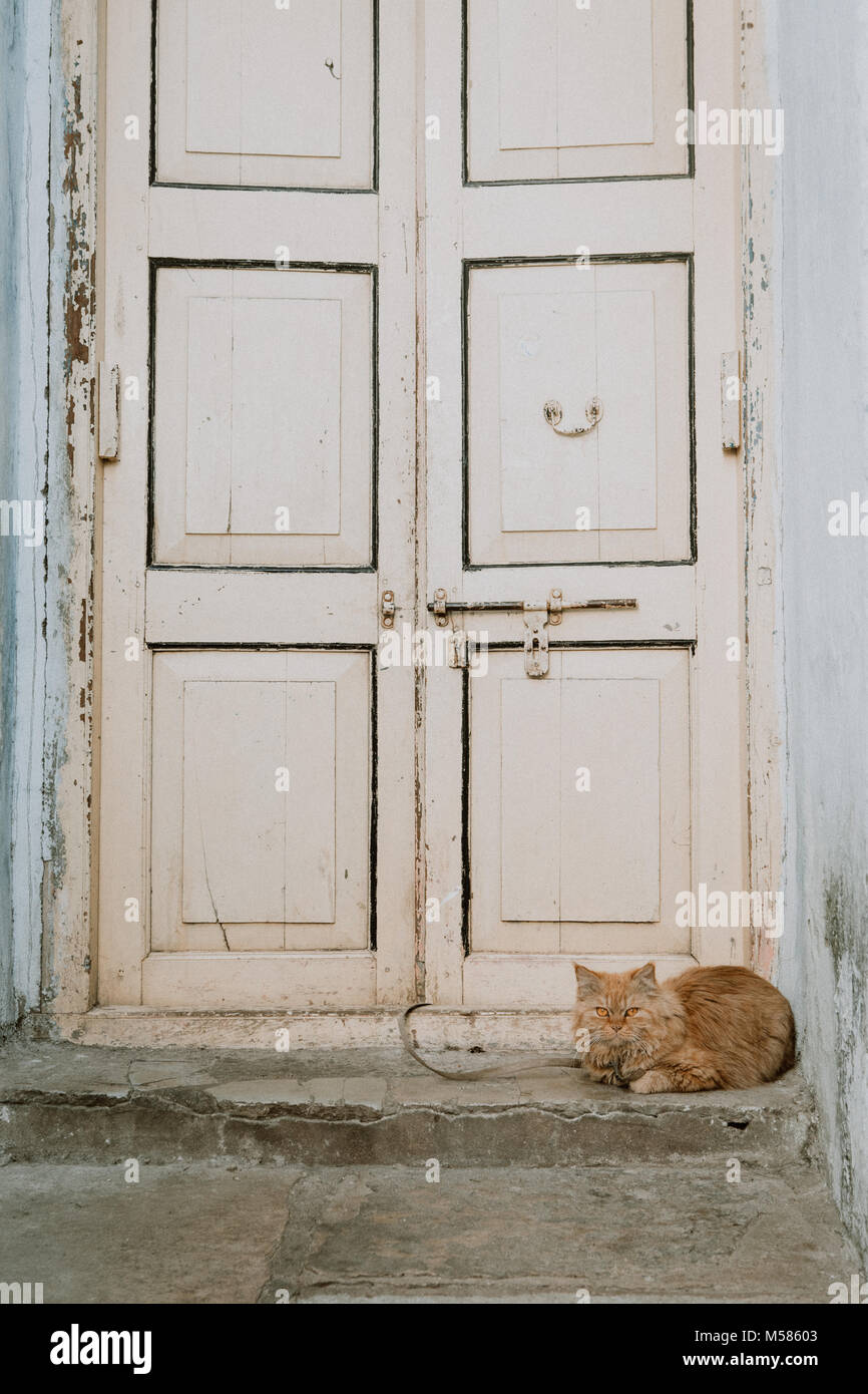 Perser Katze vor einer Tür in Indien ruhen Stockfoto