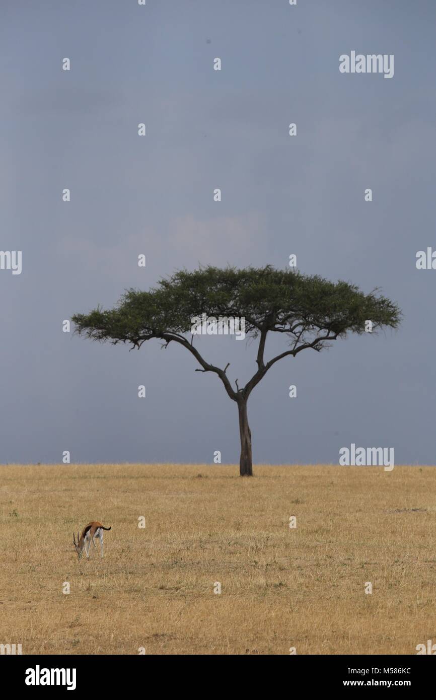 Einsamer Baum in Savanne Stockfoto