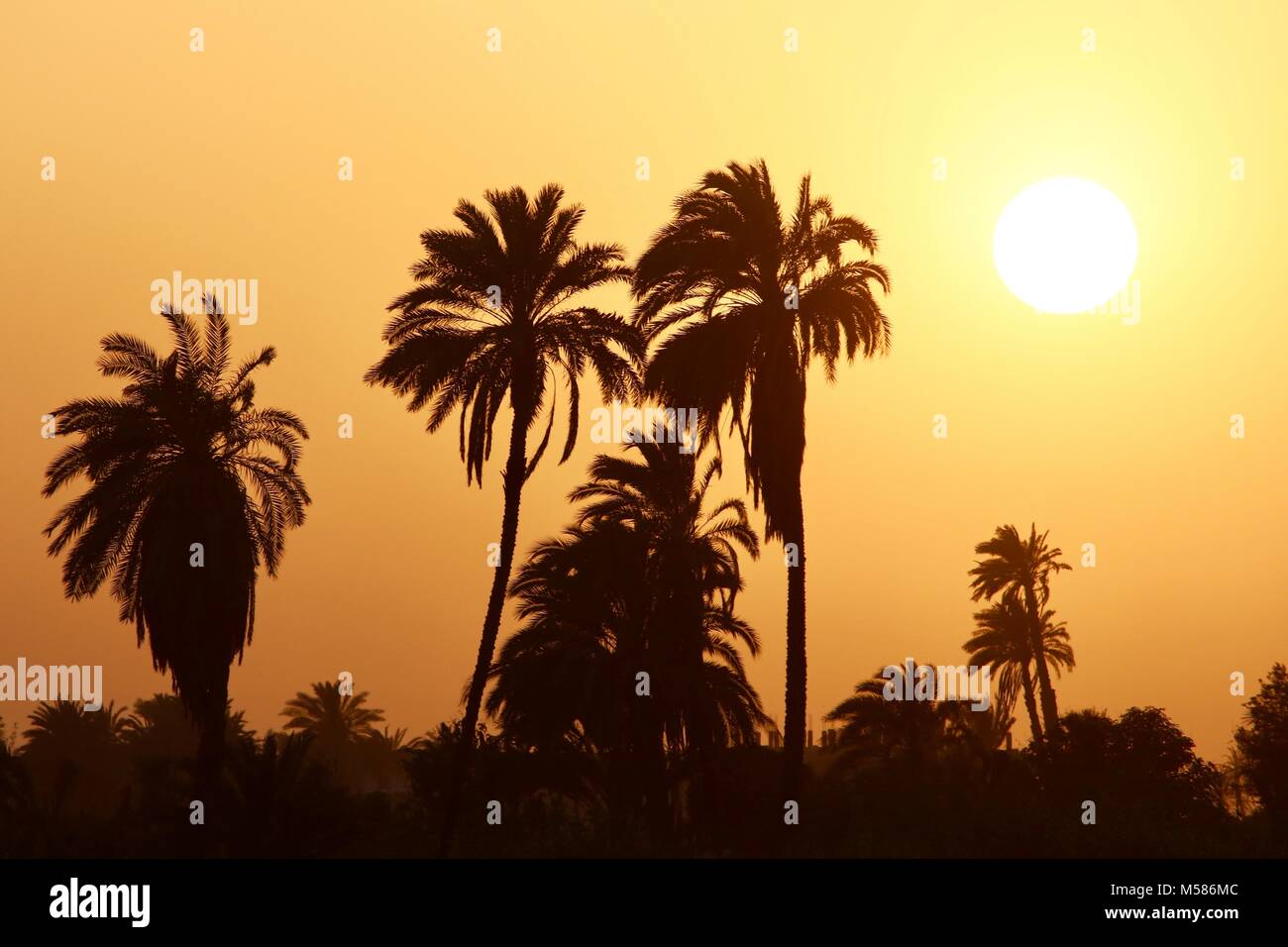 Palmen im Sonnenuntergang Stockfoto