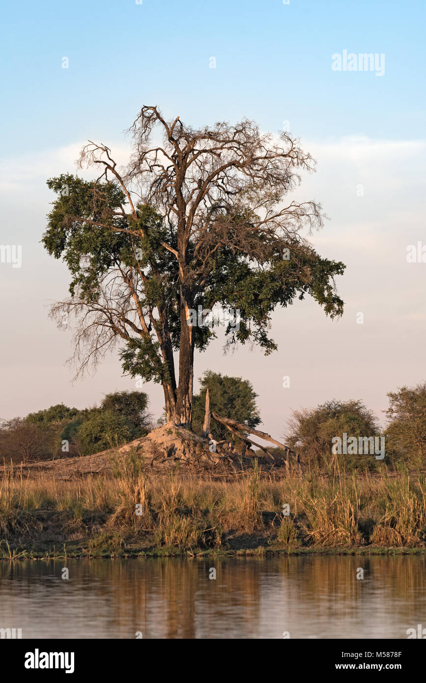 Alter Baum auf einer Sandbank im Okavango River, Namibia Stockfoto