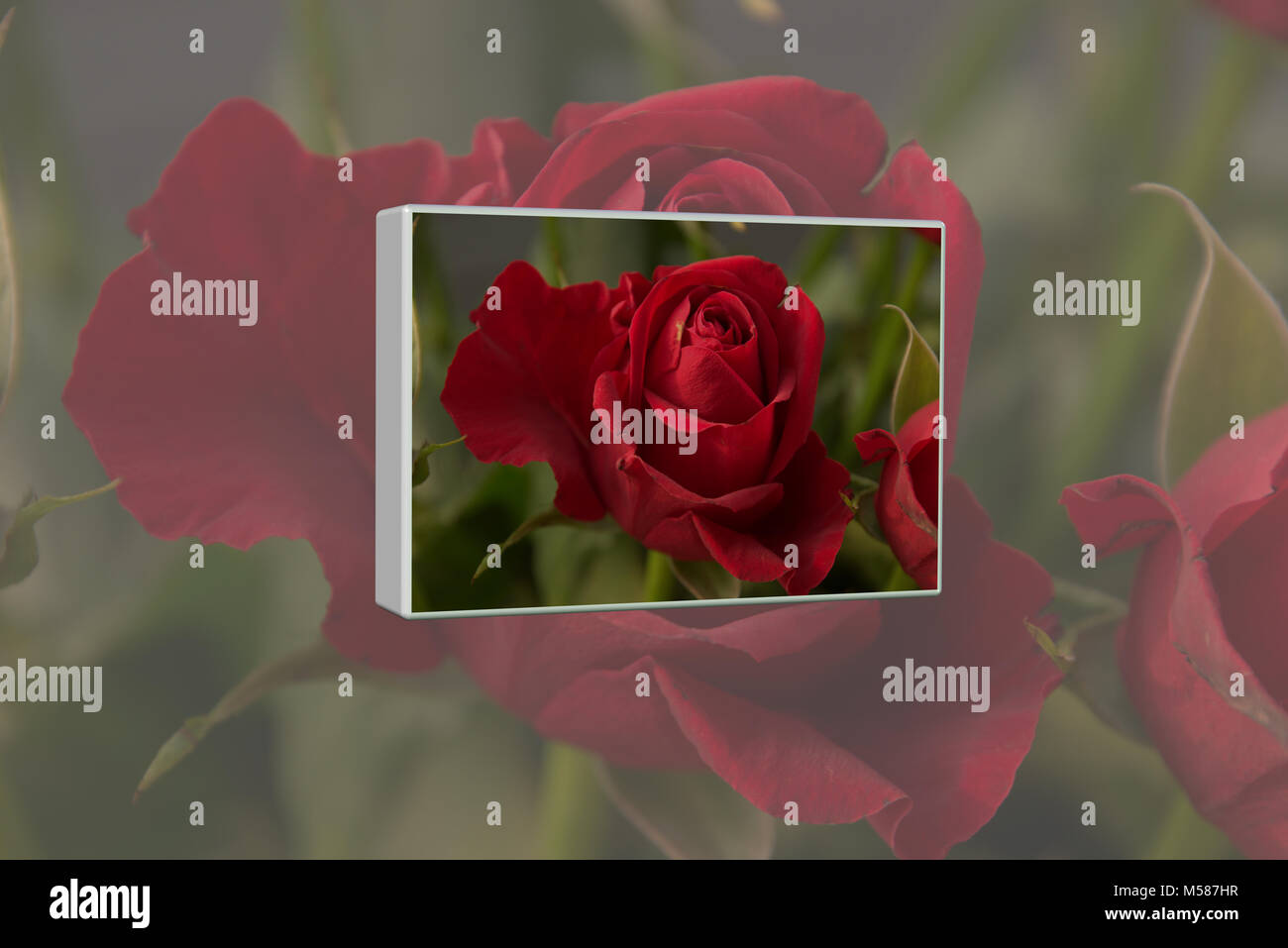 Rote Rosen 3D-Collage Stockfoto