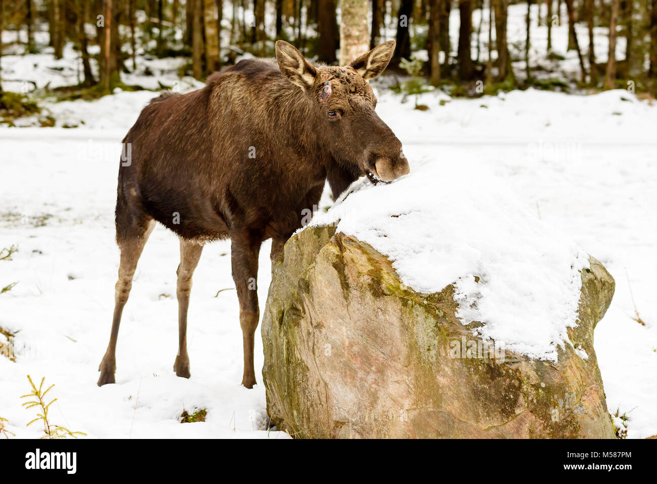 Elch (Alces alces) Bull Schnee Essen aus Granit Boulder. Er hat sein Geweih für die Jahreszeit fallengelassen, nur Narben hinterlassen werden. Stockfoto