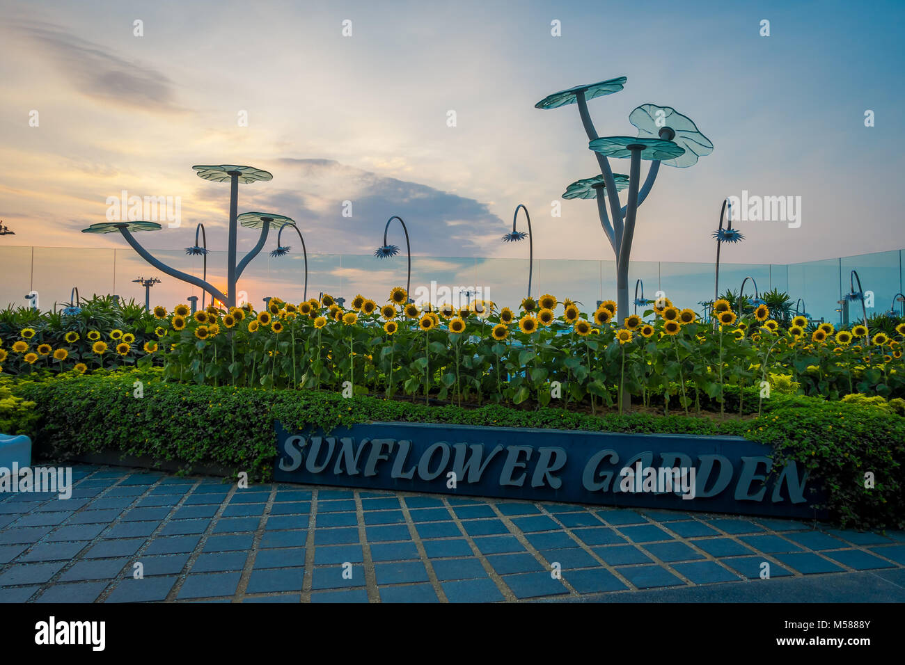 Singapur, Singapur - Januar 30, 2018: Im freien Blick auf die Sonnenblume Garten innerhalb des Singapur Changi Airport, bei Sonnenuntergang Stockfoto