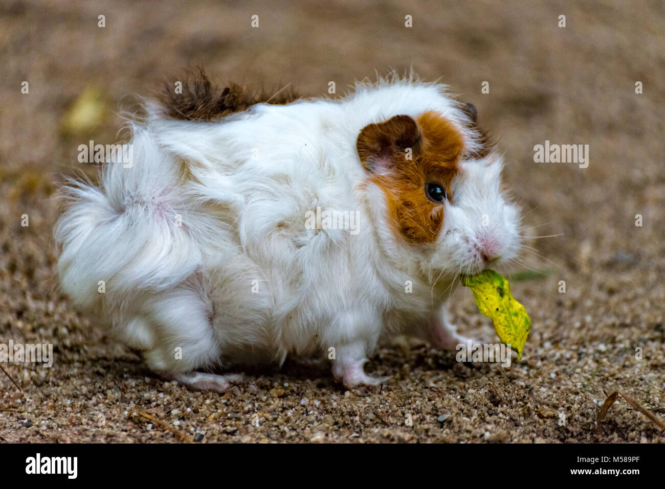 Meerschweinchen Stofftier - Creme & Braun, Neu & Unbespielt, Weich & Kuschelig