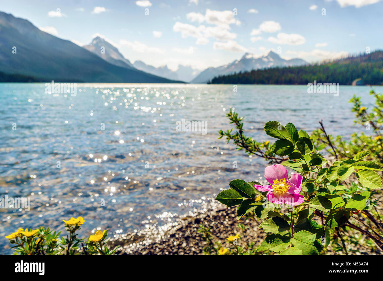 Blühende wilde Rose - Alberta's Symbol - durch Medicine Lake, Jasper National Park, Kanada Stockfoto