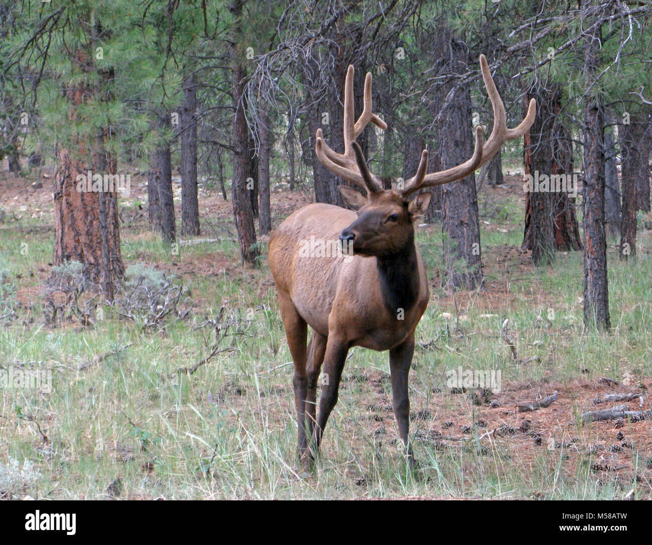 Grand Canyon National Park Bull Elk. Wapiti (Cervus elaphus) werden häufig in und um Grand Canyon Village am South Rim des Grand Canyon National Park gesehen. Bull elk wachsen Geweih jährlich aus der Zeit, die sie fast ein Jahr alt sind. Wenn sie reif, Rack ist ein Stier vielleicht 6 bis 8 Punkte oder Zinken auf jeder Seite und mehr als 30 Pfund wiegen. Die Geweihe sind in der Regel im März oder April abgeworfen, und beginnen Sie mit der Nachgewachsenen im Mai, wenn die knöcherne Wachstum wird durch Blutgefäße ernährt und von Furry abgedeckt - Suchen samt. Geweih Wachstum nicht mehr jedes Jahr im August, wenn die Velvet trocknet und Stiere anfangen es zu reiben Stockfoto