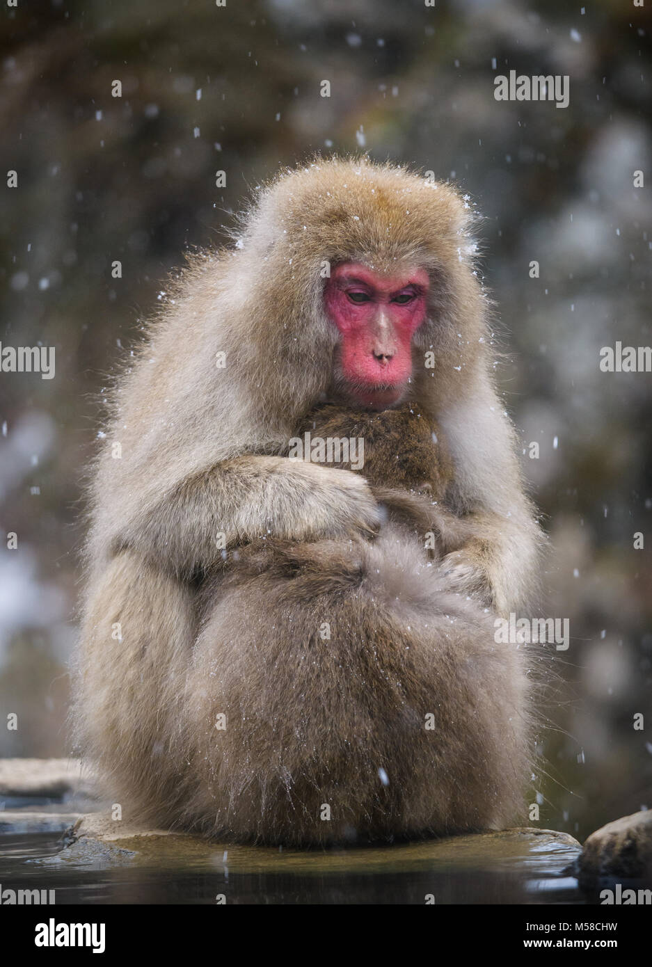 Snow monkey (japanischen Makaken) in einem snowstrom, Nakano, Japan Stockfoto