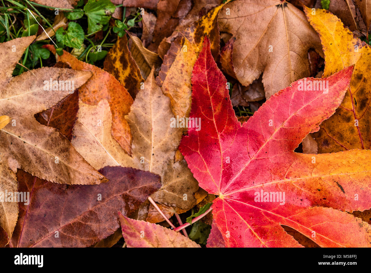 Herbstliche Landschaften und Farben Stockfoto