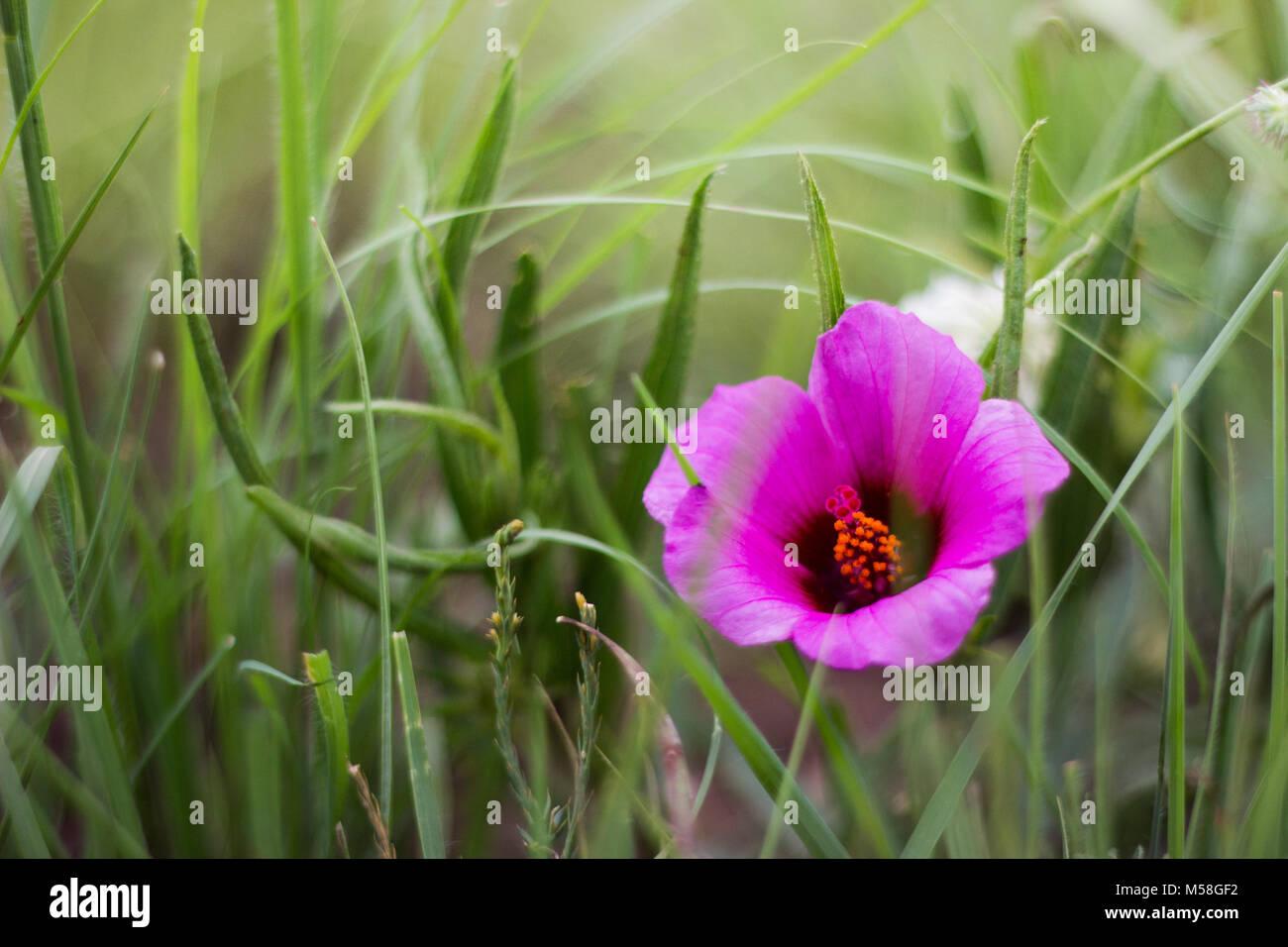 Nahaufnahme eines rosa Blume, grün Hintergrund Stockfoto