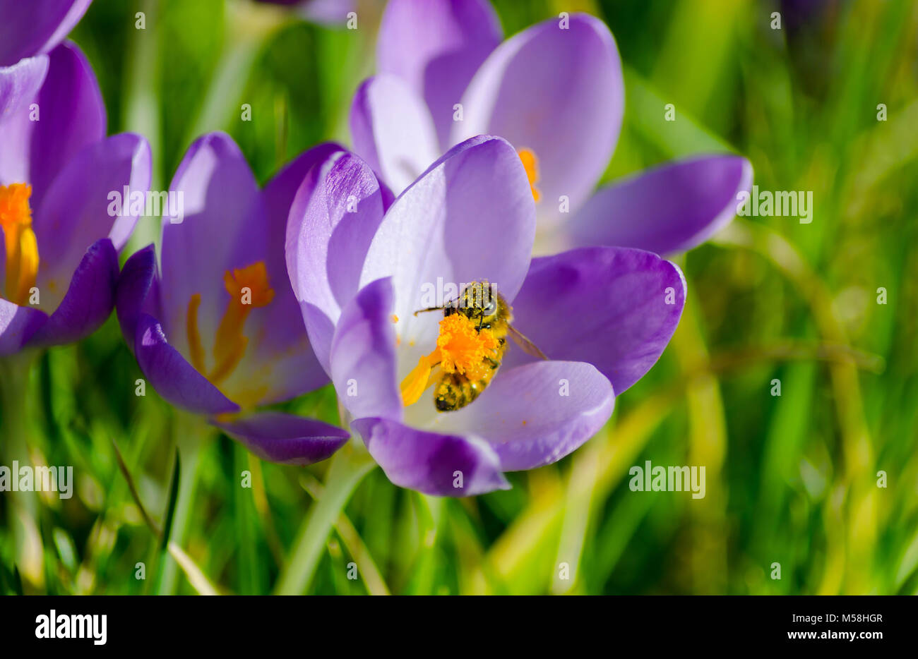 Schönheit und die Biene. Eine Nahaufnahme von einer Biene auf lila Krokusse. Stockfoto