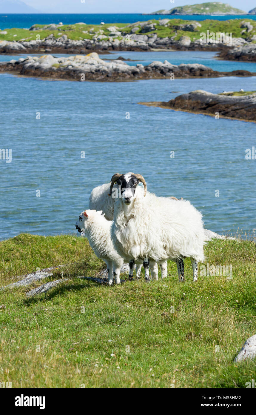 Kleine Gruppe von Schafen in die zerklüftete Küstenlandschaft des Isle of South Uist, Äußere Hebriden, Schottland, Großbritannien Stockfoto