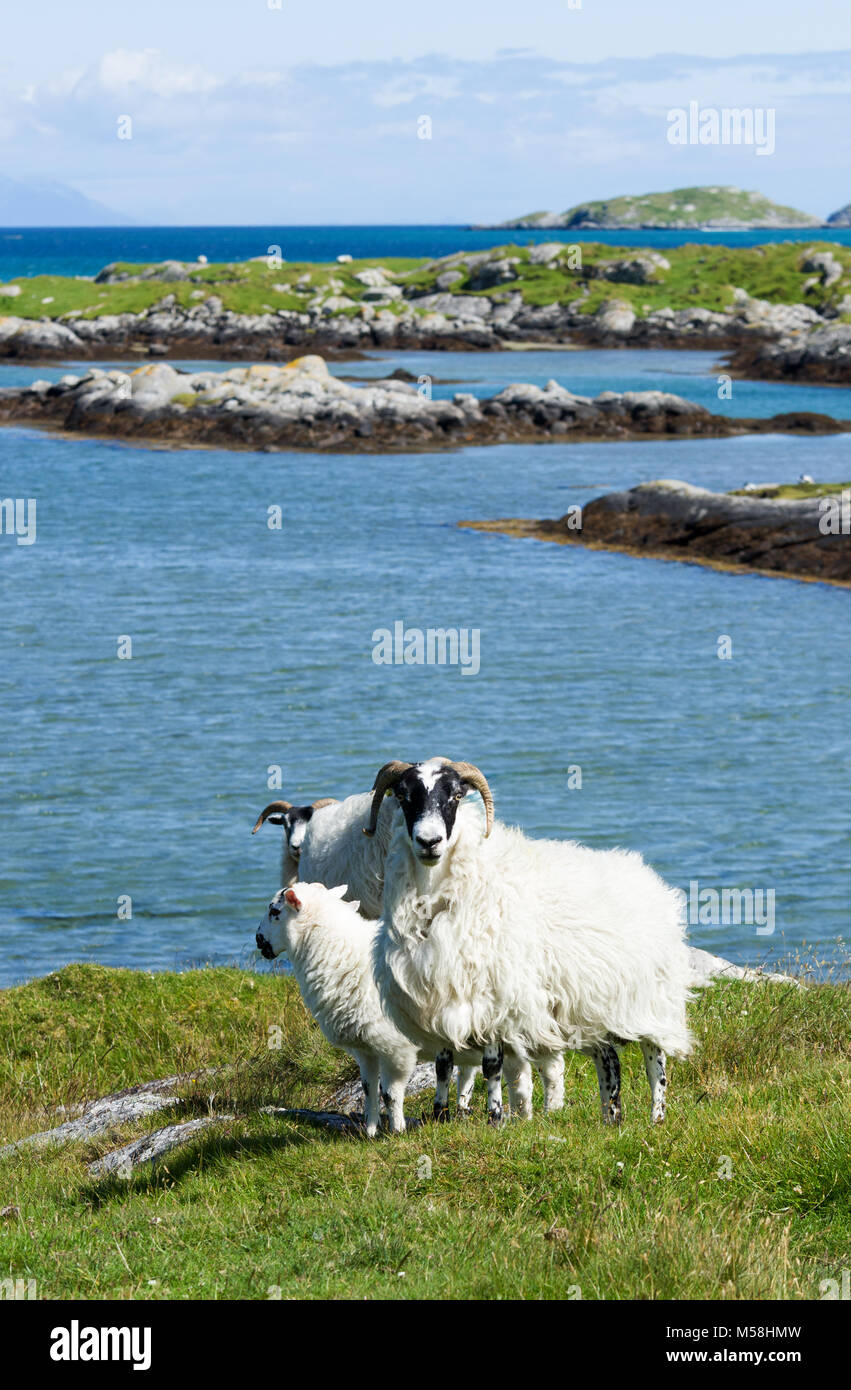 Kleine Gruppe von Schafen in die zerklüftete Küstenlandschaft des Isle of South Uist, Äußere Hebriden, Schottland, Großbritannien Stockfoto