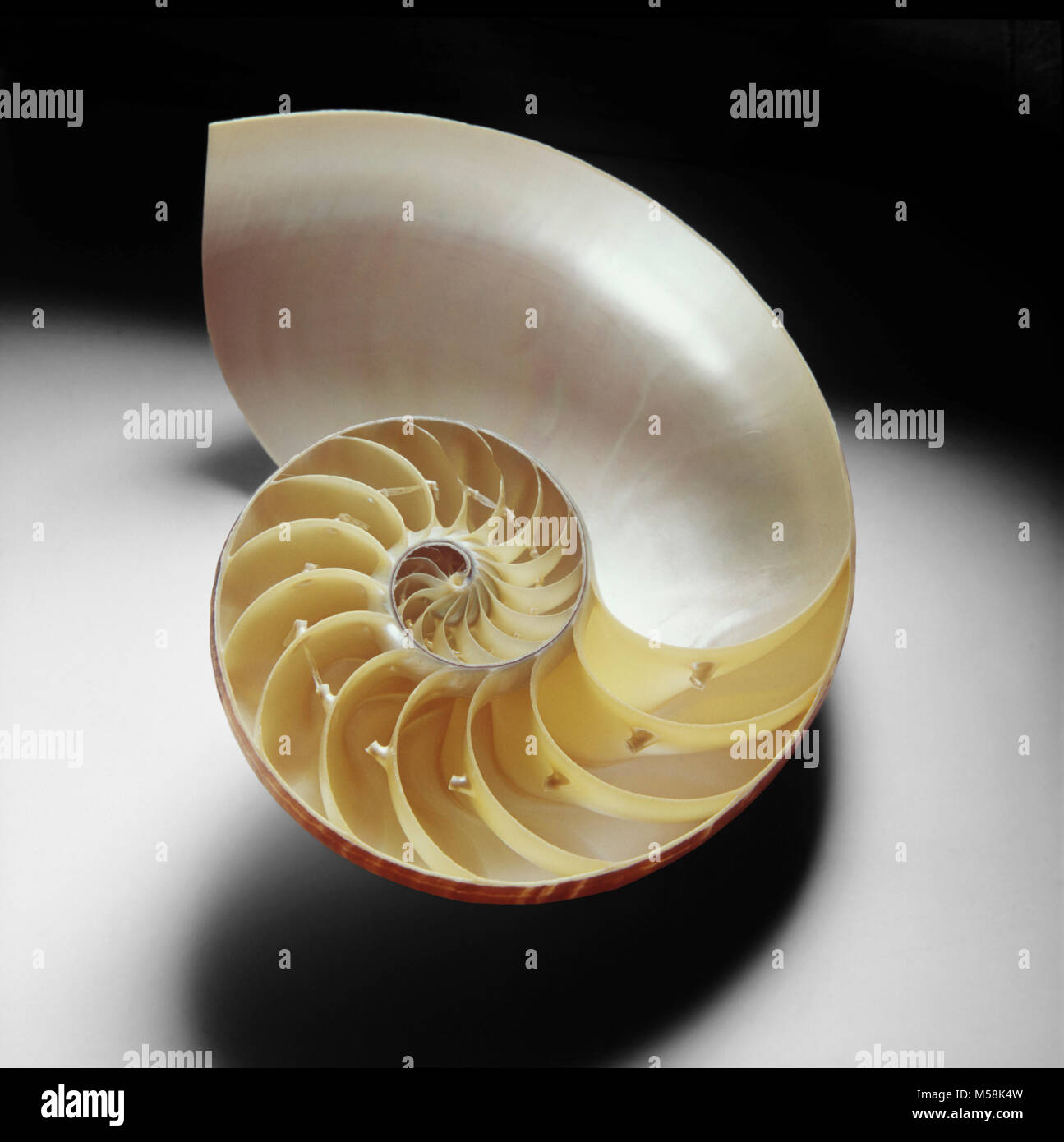 Eine Meeresschnecke wurde geschnitten Die spiralförmige Form und segmentierten Natur im Inneren zu offenbaren. Nautilus sind vom internationalen Handel durch CITES geschützt Stockfoto