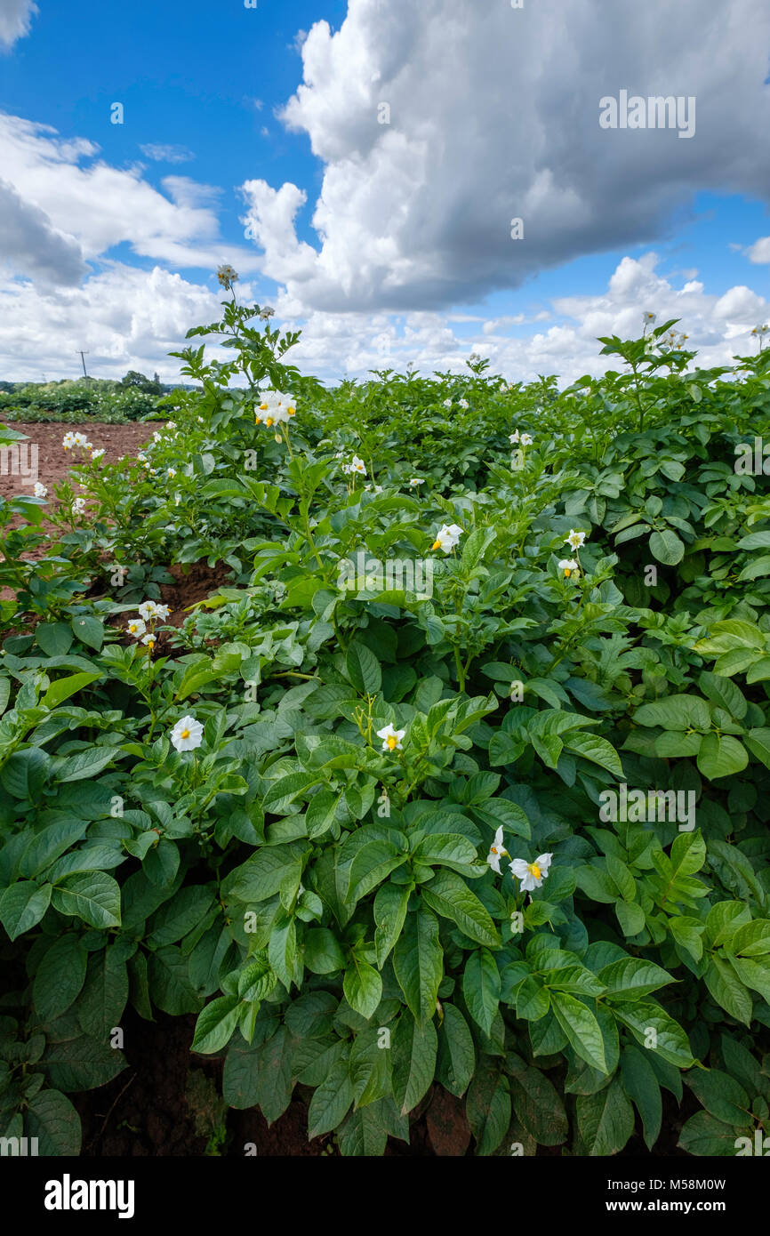 Kartoffel PFLANZEN IN FELD IN GLOUCESTERSHIRE Stockfoto