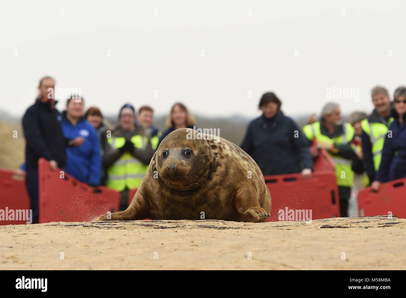 Ein grauer Dichtung Spitznamen Frau Frisbee zurück in die Wild at Horsey Lücke freigegeben wird in Norfolk. Stockfoto