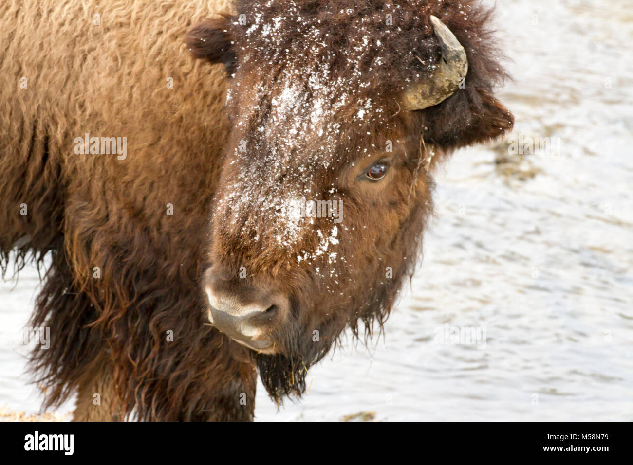 In der Nähe von Schnee bedeckt Kopf von graizing Bison im Schnee in der Yellowstone National Park im Winter. Stockfoto