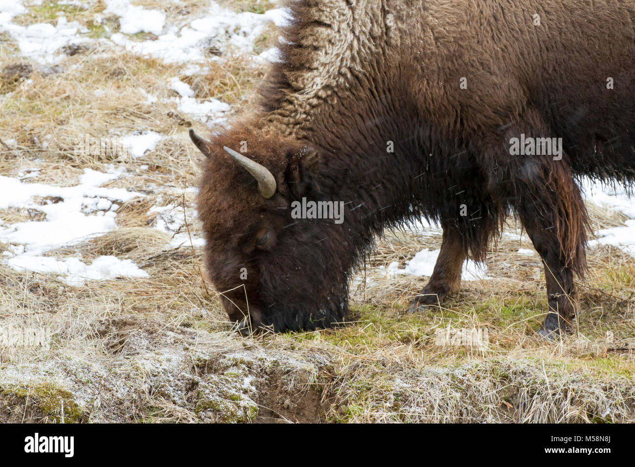 Der Leiter des graizing Bison im Schnee in der Yellowstone National Park im Winter. Stockfoto