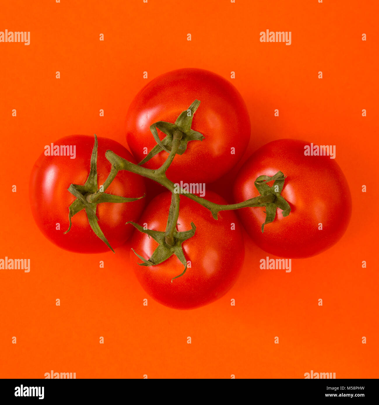 Red Strauchtomaten Dramtically leuchtet Orange hinterlegt Stockfoto
