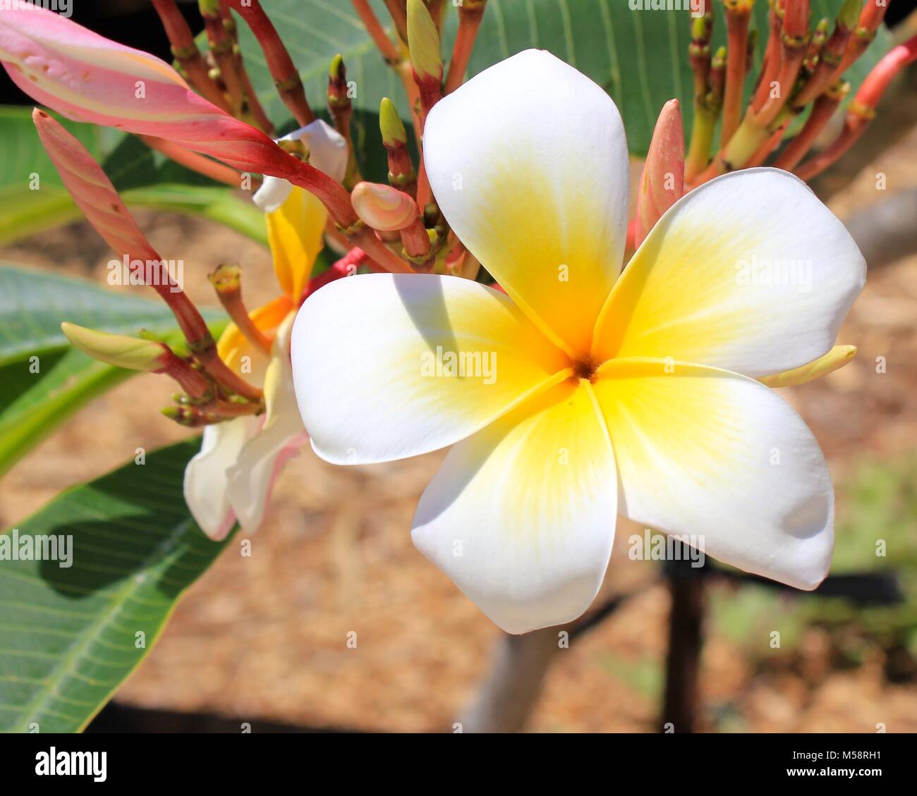 Dieses white Frangipani ist ein Baum. Ihre Blüten haben 5 weiße Blüten mit gelben Zentren und sind auch als Plumeria. Eine duftende Blumen und Zierpflanzen. Stockfoto