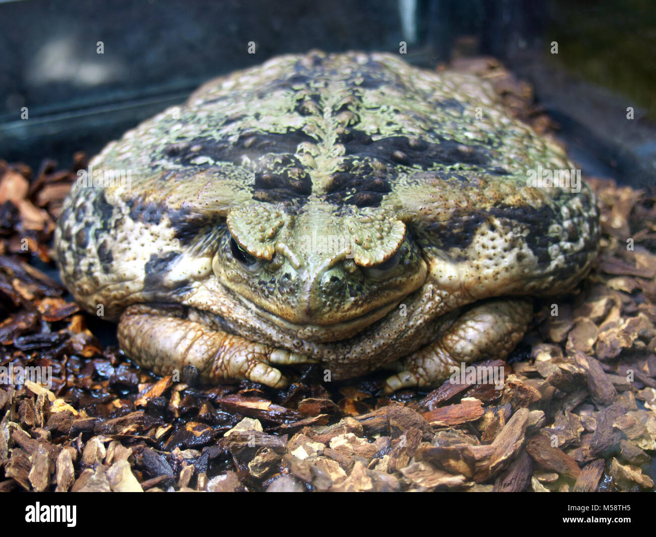 Große amphibische Frosch - Bufo marinus Stockfoto