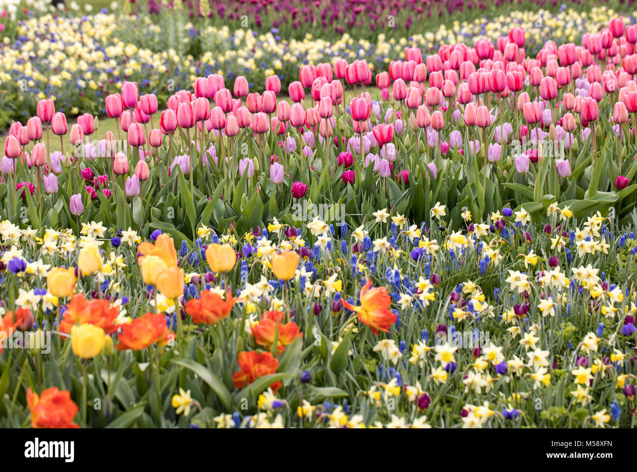 Bunte Tulpen, Narzissen und Hyazinthen blühen im Garten Stockfotografie