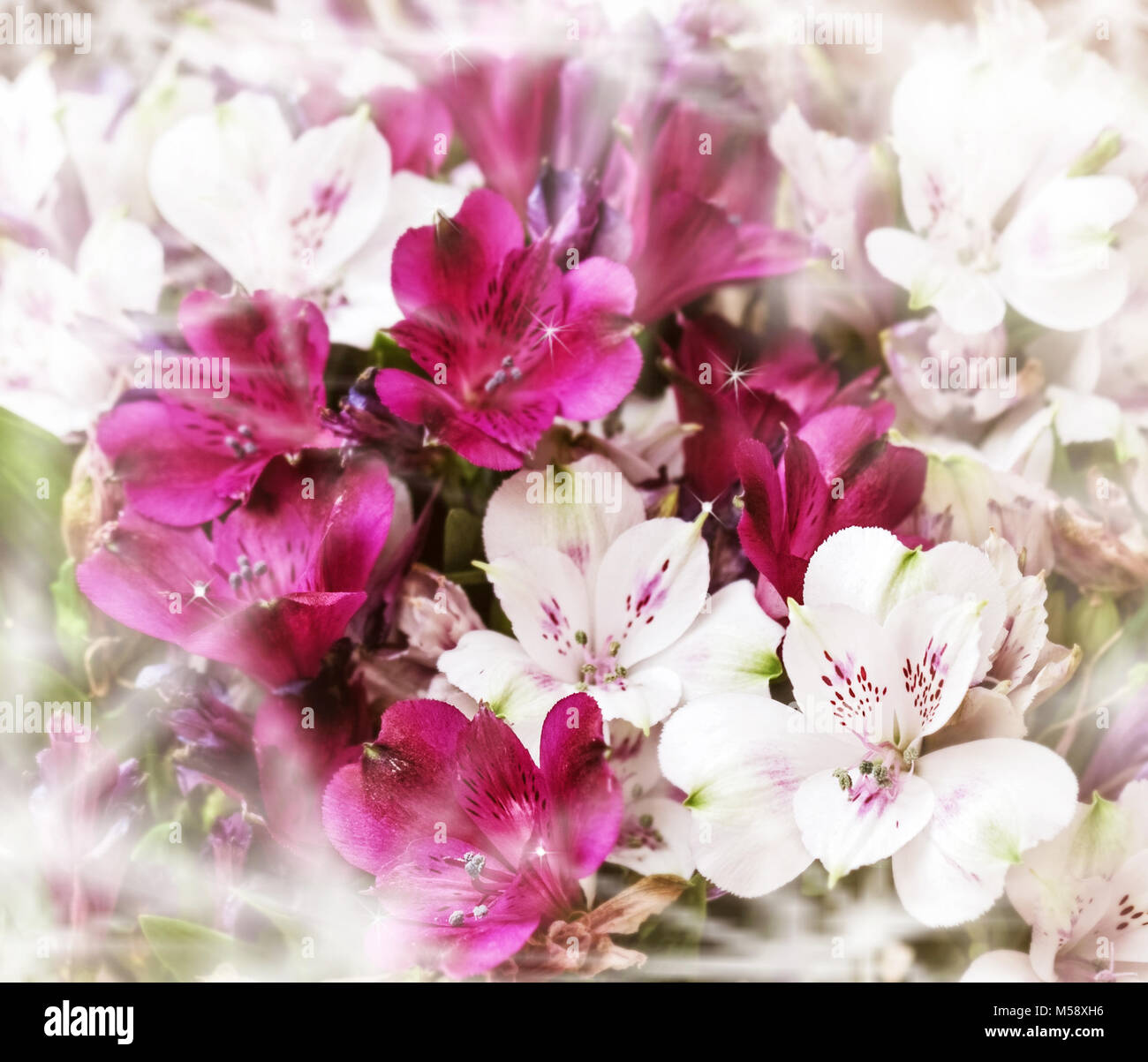 Schönheit Ausschreibung Blumenstrauß aus weißen und pinkfarbenen Rosen Stockfoto