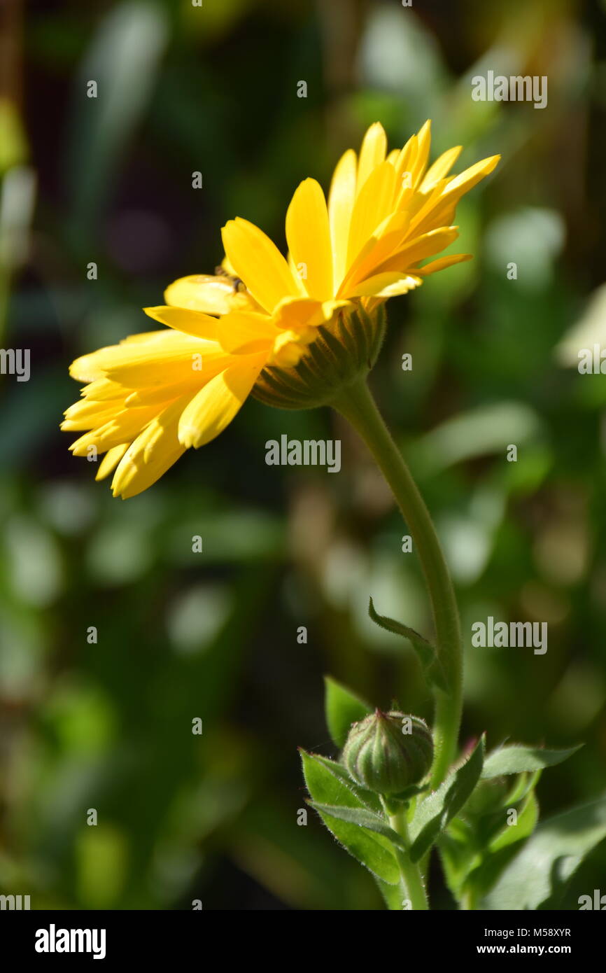 Leuchtend gelbe Topf Ringelblume (Calendula officinalis) Blume im Garten an einem sonnigen Tag. Foto Stockfoto