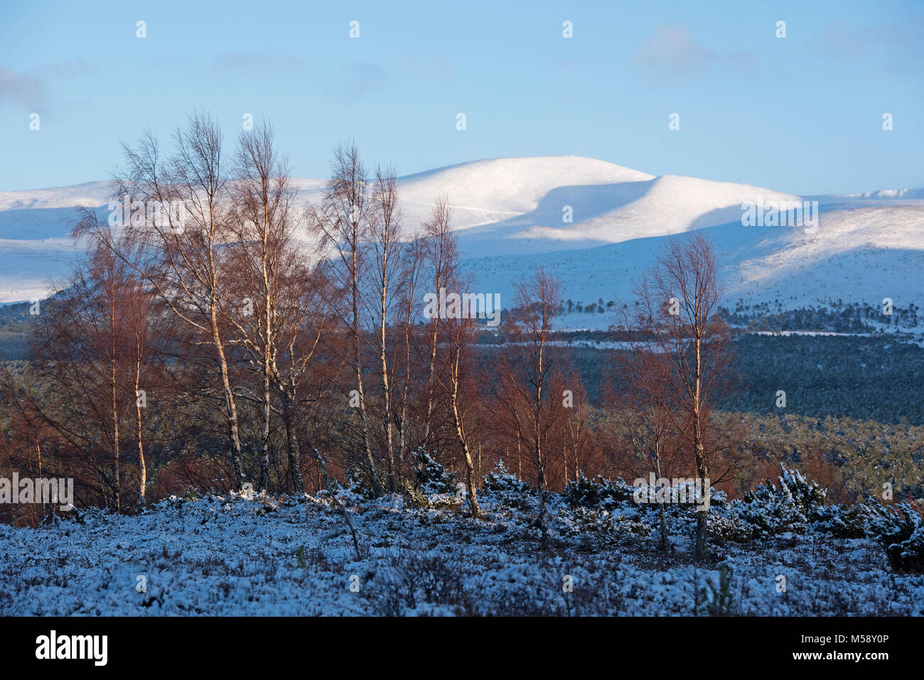 Die Cairngorm Mountains Mitte Winter von Rothiemurchus Estate in der Nähe von Aviemore. Stockfoto