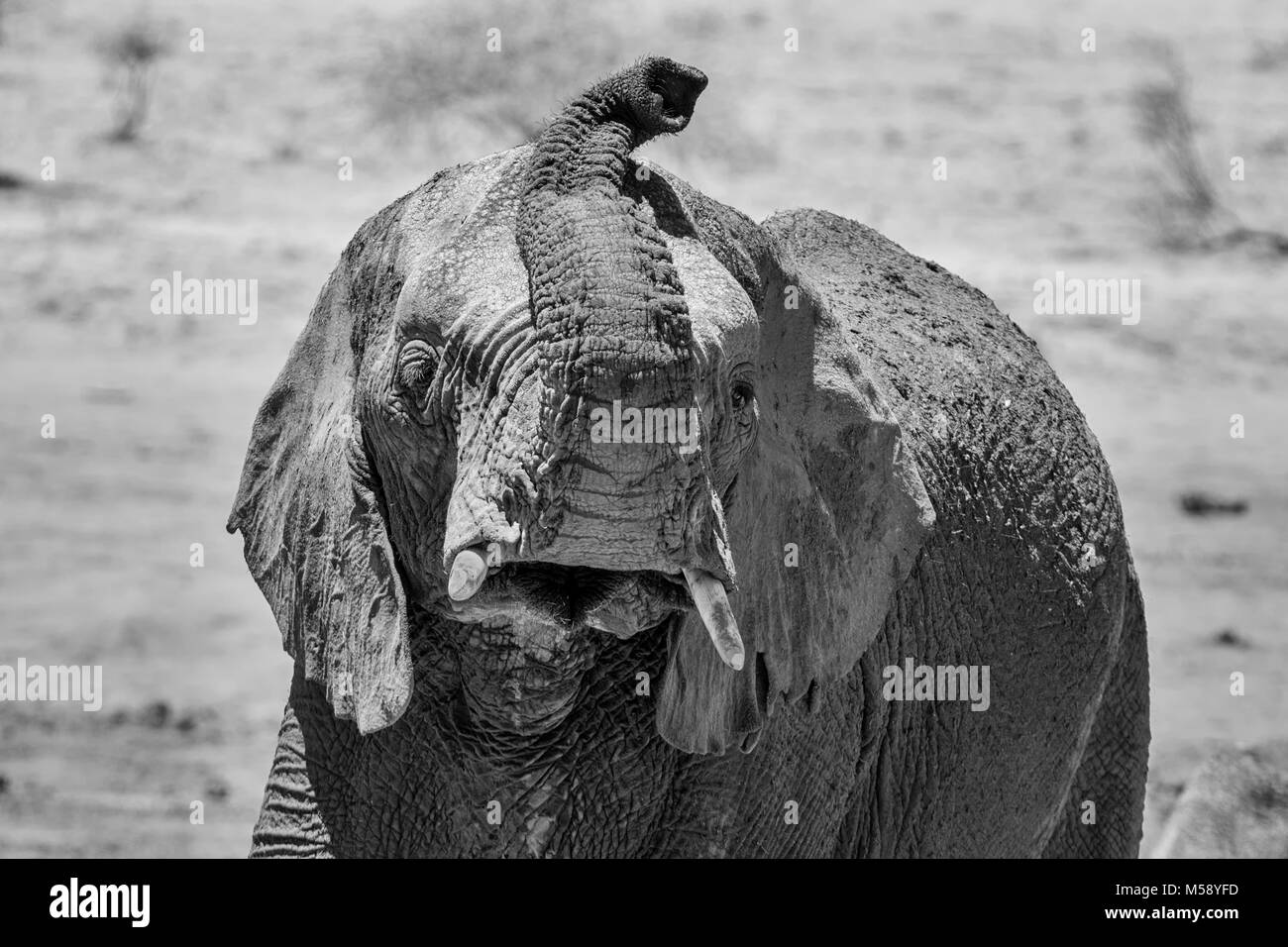 Close-up Detail eines Afrikanischen Elefanten Gesicht Stockfoto